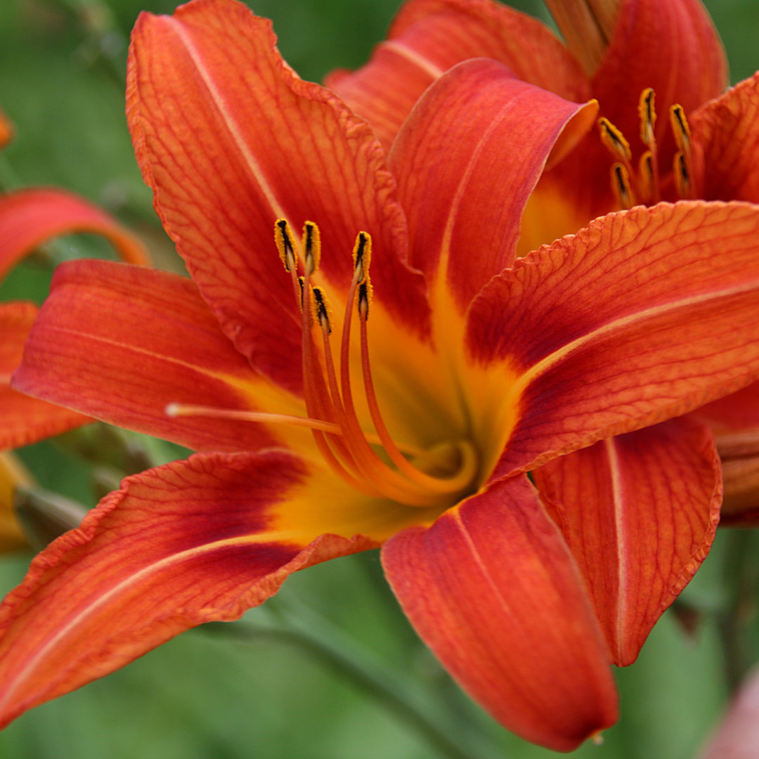 Day Lily – Scottsdale Farms