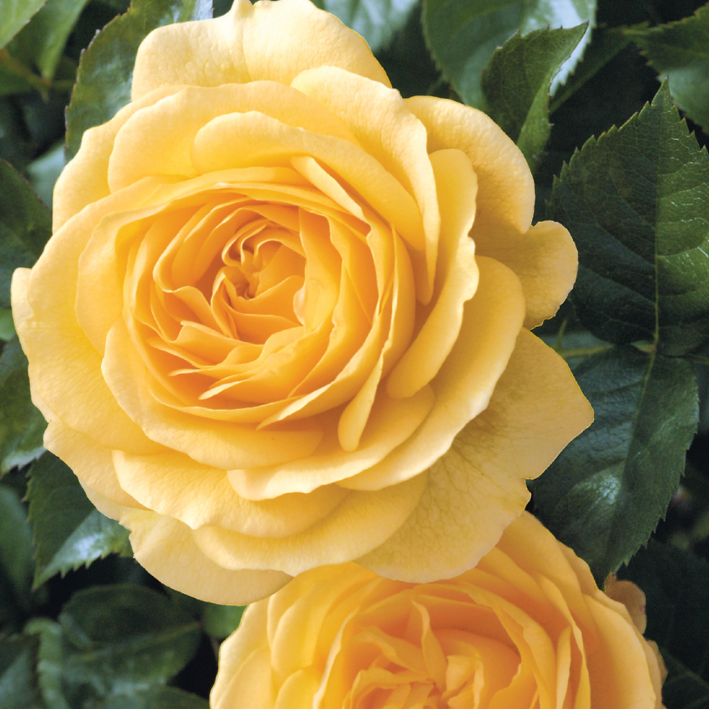 floribunda julia child design.zip 25