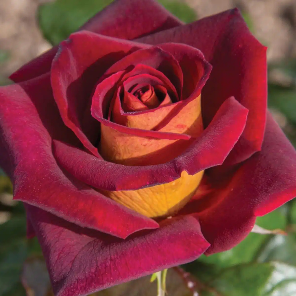 hybrid tea dark night design.zip 30