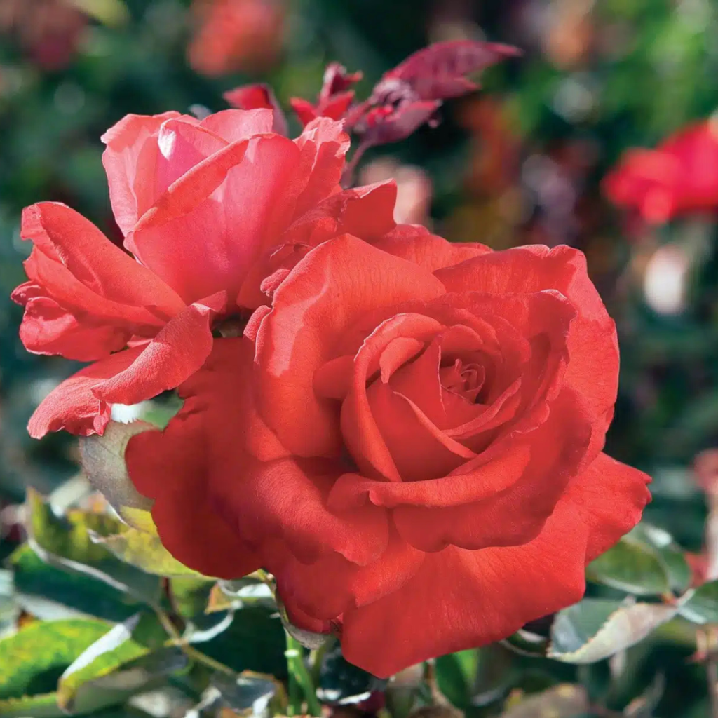 hybrid tea dolly parton design.zip 40