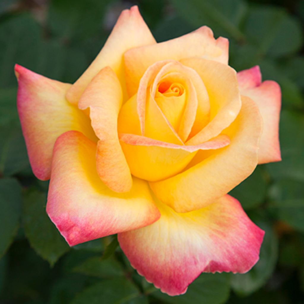 hybrid tea peace design.zip 43