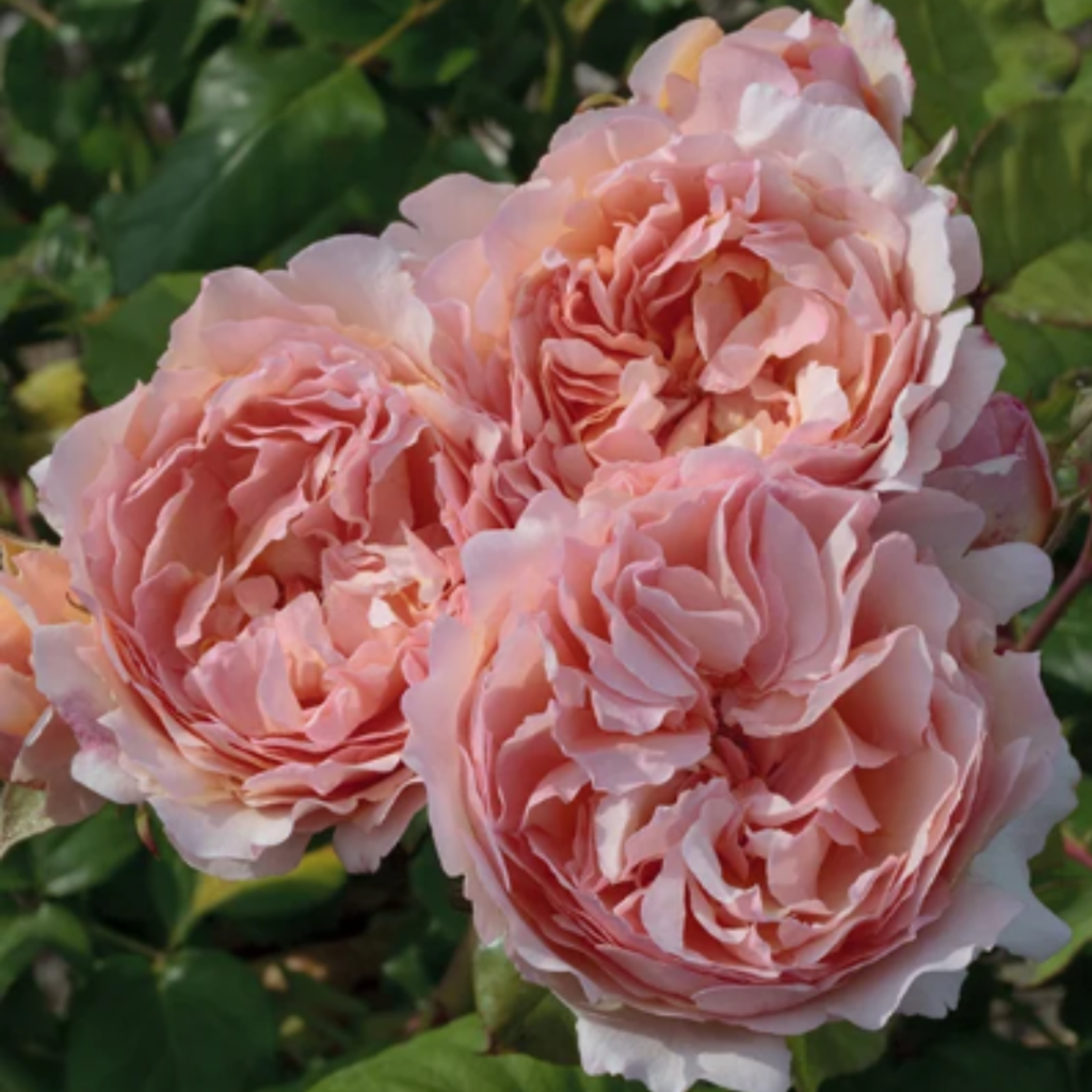 hybrid tea princess charlene de monaco design.zip 34