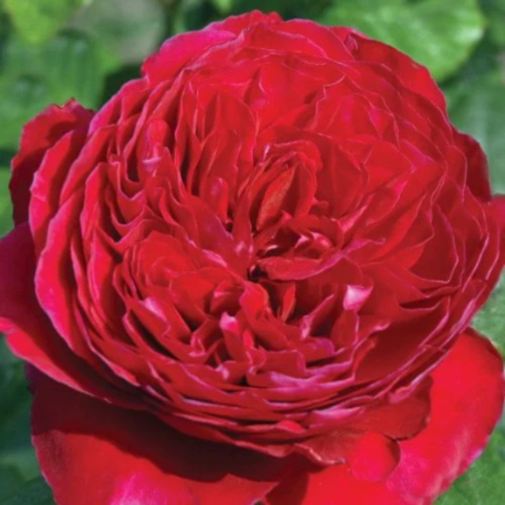 hybrid tea rouge royale design.zip 36